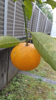 3-2柑橘１.JPG