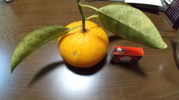 3-2柑橘２.JPG