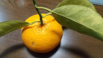 3-2柑橘３.JPG