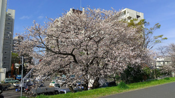 3-38桜-2.JPG