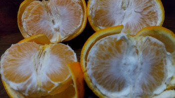 3-6柑橘４.JPG
