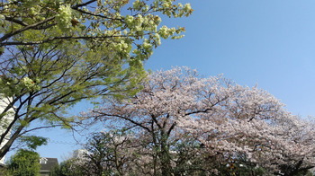 4-9御衣黄桜とソメイヨシノ.JPG